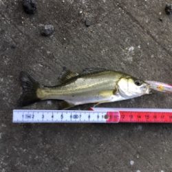 小物ばかりでも入れ食いだと楽しいね