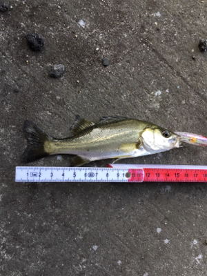 小物ばかりでも入れ食いだと楽しいね