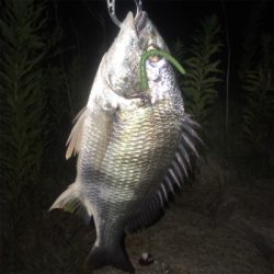 淀川ブリームゲーム ビフテキスタイル