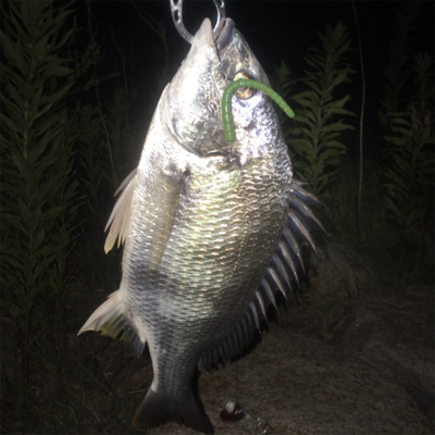 淀川ブリームゲーム ビフテキスタイル