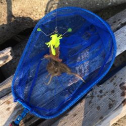 キャッチ&イート