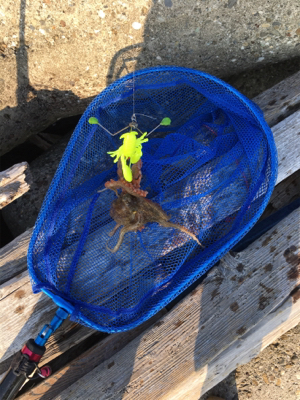 キャッチ&イート