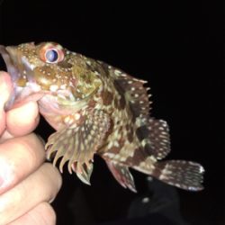 真夏のライトゲーム