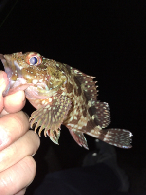 真夏のライトゲーム