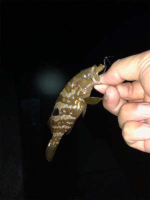 親父たちの釣行 第7弾