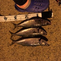 ナイトショアジギング