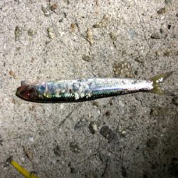 小さい魚たくさん