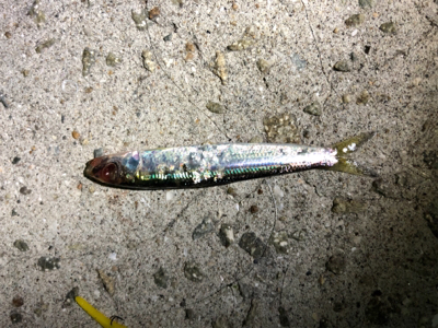 小さい魚たくさん