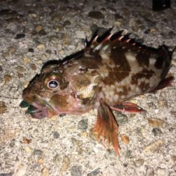 ボトムでガシラ