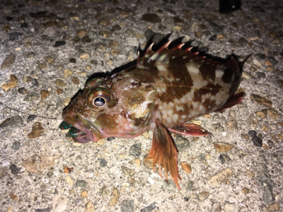 ボトムでガシラ