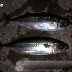 ようやくサバゲー成立