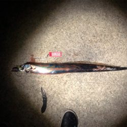 鯖からの太刀魚