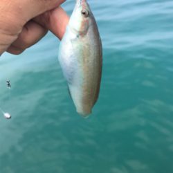 伊豆の探り釣り