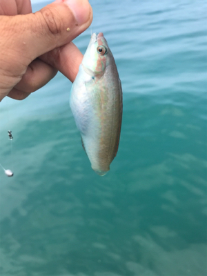 伊豆の探り釣り