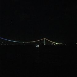 ケンサキエギング