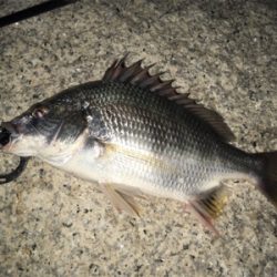 淀川ブリームゲーム ショートバイト