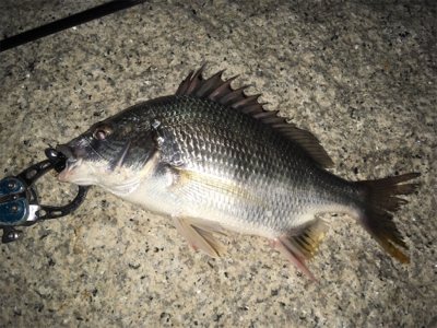 淀川ブリームゲーム ショートバイト