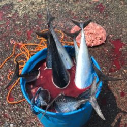 カゴ釣りで狙うソウダ！シイラ！