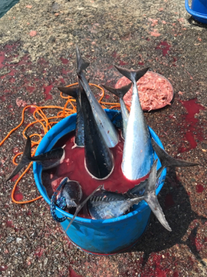 カゴ釣りで狙うソウダ！シイラ！