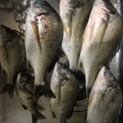 めっちゃ釣れた