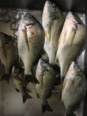 めっちゃ釣れた