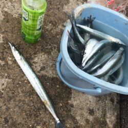 ケンサキイカナイトゲーム☆