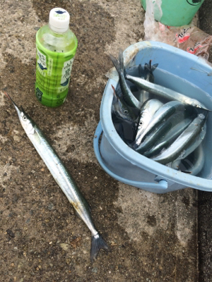 ケンサキイカナイトゲーム☆