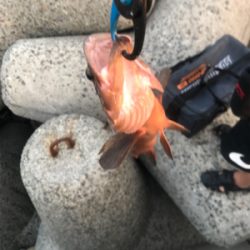 水温が高いのか(T . T)