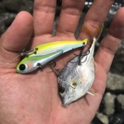 デイゲームでクロダイ連発!