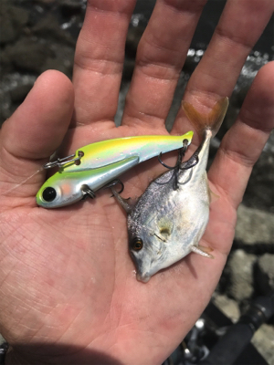 デイゲームでクロダイ連発!