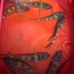 カヤックフィッシング！