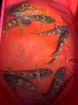 カヤックフィッシング！