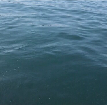 もうブリが来たよ