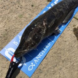 デイナマズ&ライギョ