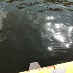 激濁りキッシング