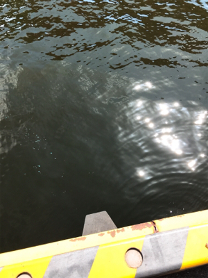 激濁りキッシング