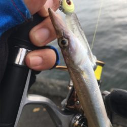 初めてのカマス