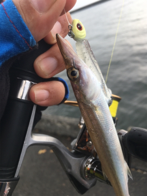 初めてのカマス