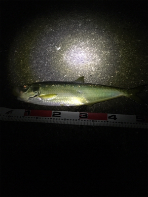 全く知らなかったです。