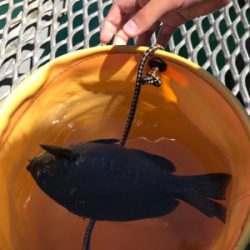 お盆休み、子供とサビキ釣り