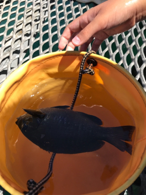 お盆休み、子供とサビキ釣り
