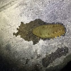 帰省と共にタコ