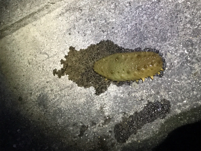 帰省と共にタコ