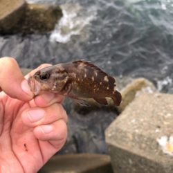 穴釣りでエゾメバル