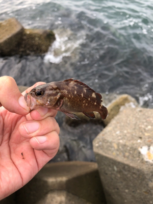 穴釣りでエゾメバル