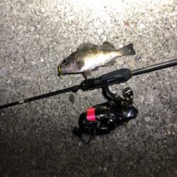 アジん…メバリング