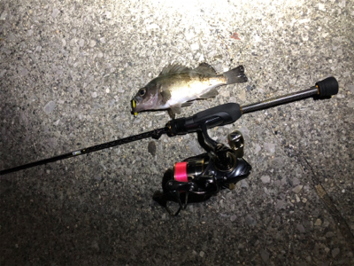 アジん…メバリング