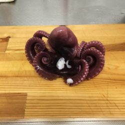 シーバスはいずこへ?