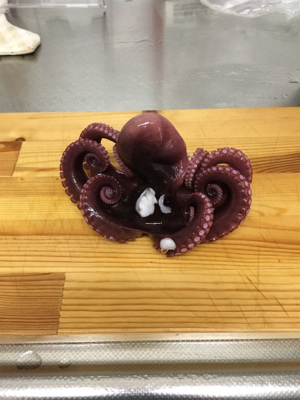 シーバスはいずこへ?