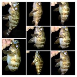 メバル時々カサゴ偶にアジ